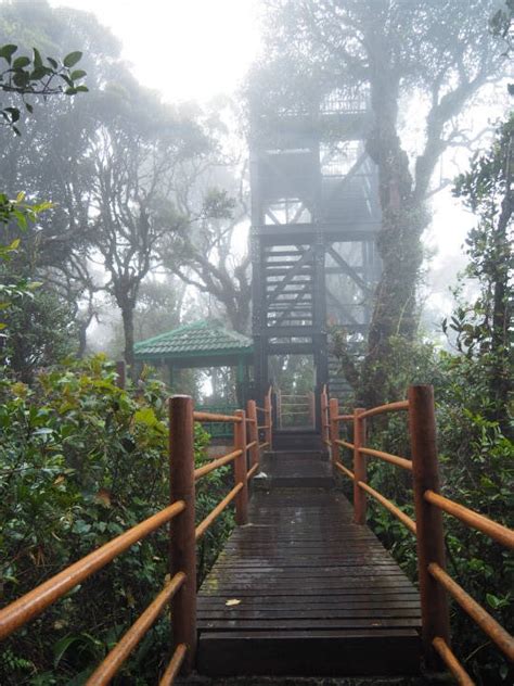 It's rarely visited unlike the easily accessible brinchang peak, ensuring its natural environment pristine and rich in rare plants and insects. Mossy Forest of Cameron Highlands - Don't Miss This Scenic ...