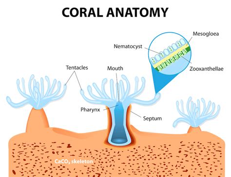 What Is Coral Bleaching And How Is It Caused Body Glove Hawaii