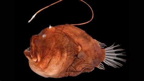 Til That Only Female Anglerfish Have Lures And Actively Look For Food