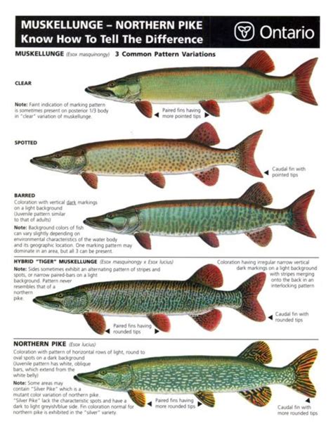 Northern Pike Species Recommended By Uk