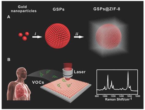 Biosensors Free Full Text In Vitro And In Vivo Sers Biosensing For Disease Diagnosis