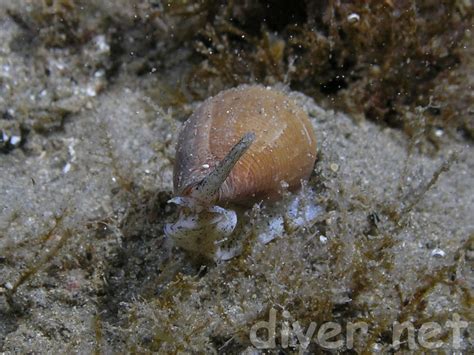 Conus Californicus The California Cone Snail