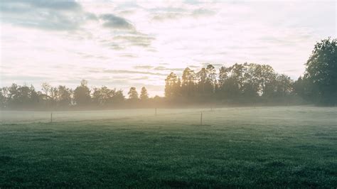 Field Fog Grass Trees Dawn Sunrise Picture Photo Desktop