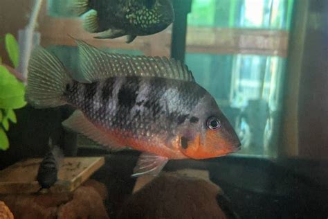 Convict Cichlid Care Size Lifespan Food And More