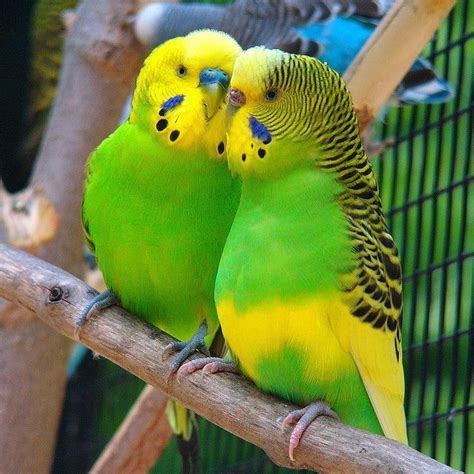 Male And Female Budgarigar Budgie Parakeets Whisper Whisper