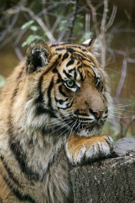 Sumatran Tiger Panthera Tigris Sumatrae Portrait Of Adult Stock Photo