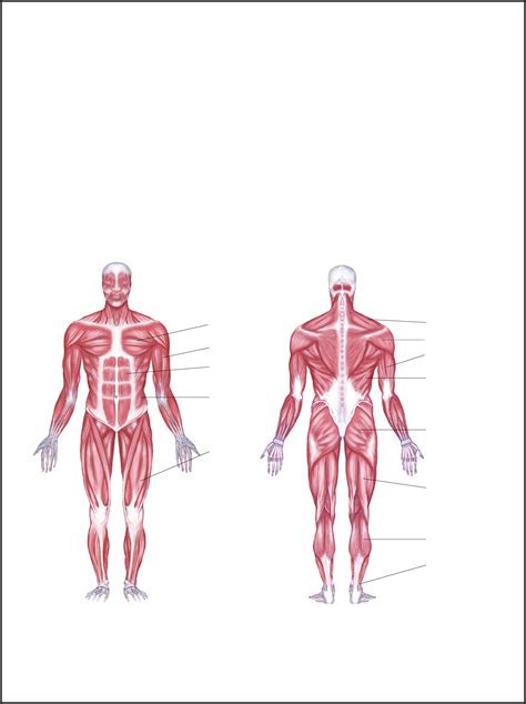 Muscle Anatomy Label Diagram