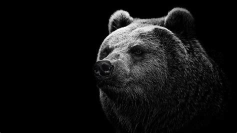 Grizzly Bear Bears Grizzly Bear Hd Wallpaper Wallpaper Flare