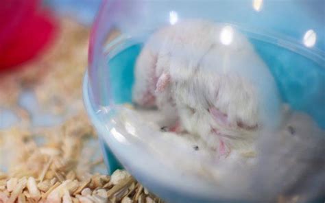 Hamster Sand Bath Guide Benefits Tips And A Cute Video