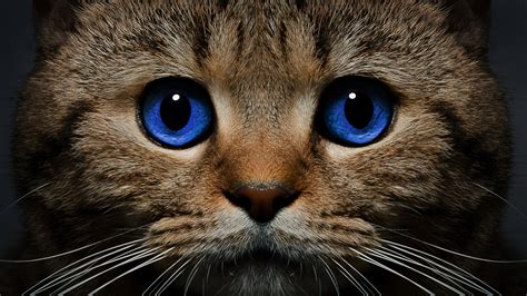 Download Blue Eyes Animal Cat Hd Wallpaper
