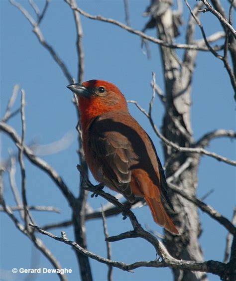 Hepatic Tanager Id Facts Diet Habit And More Birdzilla
