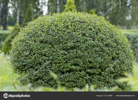 Wild Privet Ligustrum Hedge Close Nature Texture Sample Topiary Art