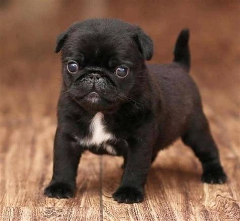 Pin By Candice May Martin On Pugs Cutest Dog Ever Pugs Funny Black