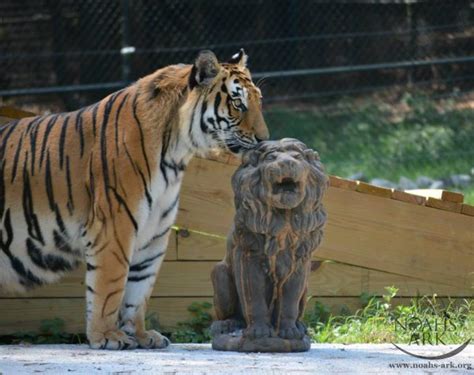Famous Tiger And Bear Said Goodbye To Their Beloved Lion Brother