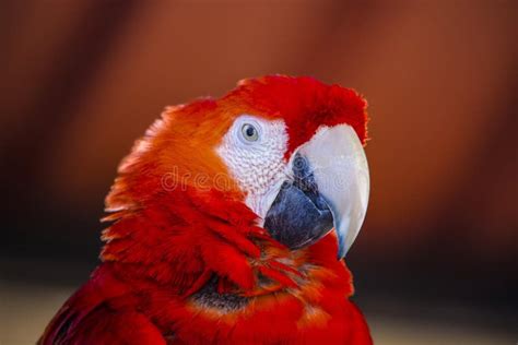 Beautiful And Colorful Scarlet Macaw Bird Stock Photo Image Of