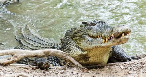 Whats The Worlds Largest Crocodile Biggest Croc Live Science