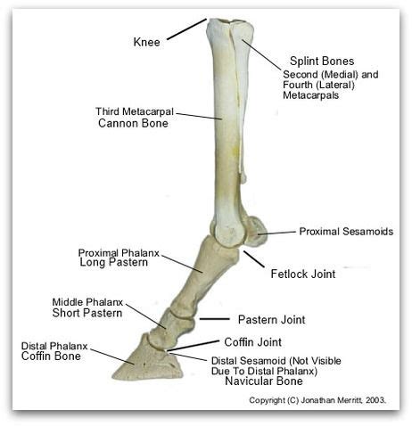One is the ulna, and the other is the radius. Pin on Horse Health