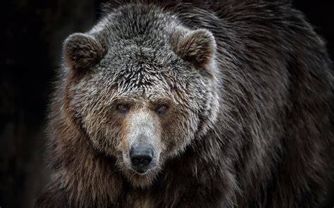 Wallpaper Animals Wildlife Bears Fur Wilderness Grizzly Bears