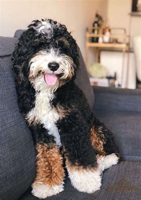 Best Bernedoodle Breeders In Ohio Lover Doodles