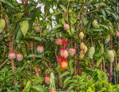 Image Of A Large Mango Hangs In A Beautiful Garden This Is A Delicious