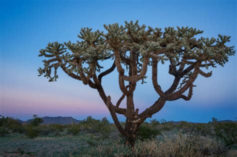 Chain Fruit Cholla Anne Mckinnell Photography