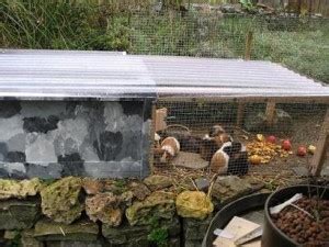 Für die gewöhnung, sollte man zwei wochen vor dem rausbringen, den meerschweinchen täglich etwas mehr gras, löwenzahn und co. Haltung im Garten (Meerschweinchen)