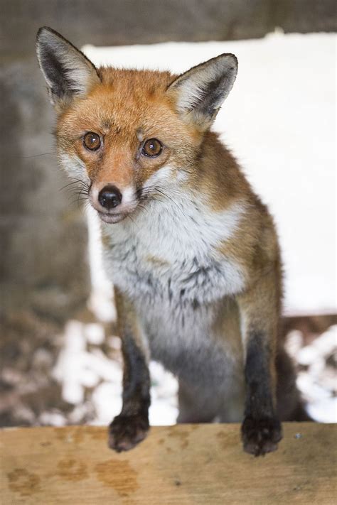 Mike has forgotten/has been forgetting to learn the poem. Wildlife Aid