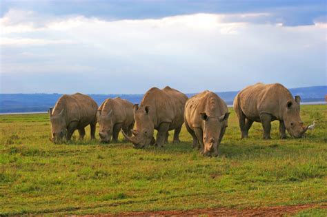 Kenya Wildlife Safari Wilderness Inquiry