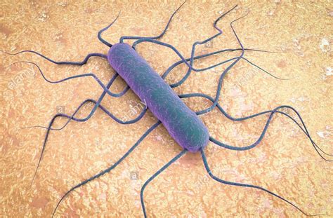 Listeriosis Outbreak What You Should Know Lowvelder