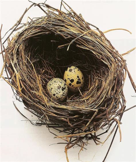 Artpropelled Bird Nest Painting Bird Nests Art Nest Art