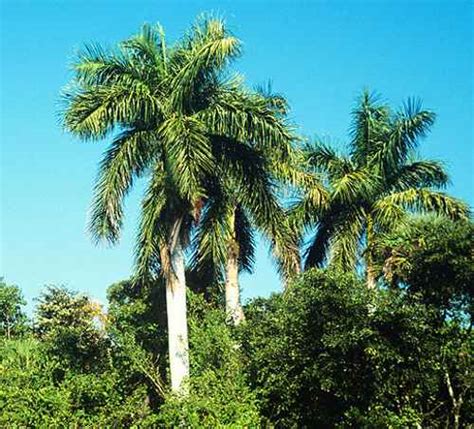39 Types Of Palm Trees In Florida With Pictures Identification Guide