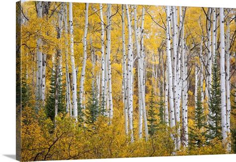 Colorful Aspen Trees Thorpe Mountain Colorado Colorado Wall Art