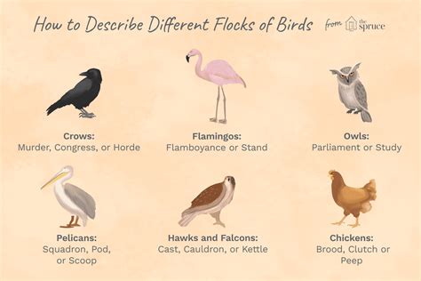 There are a very few bird names where the first word contains two capital letters. Names For Groups Of Birds - Bird Hunting With a Bow