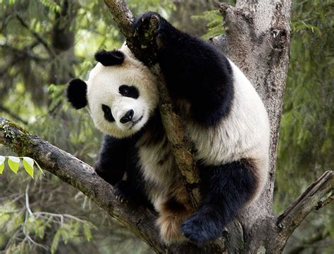 Giant Pandas Are No Longer On The Endangered List