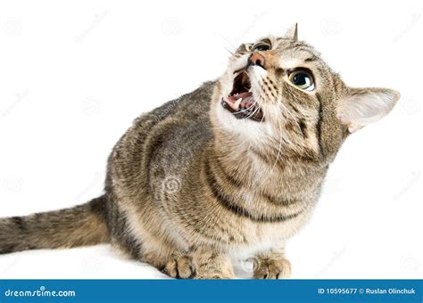 Angry Cat Royalty Free Stock Photography Image 10595677
