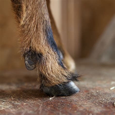 How To Trim A Goats Hooves The Modern Day Settler