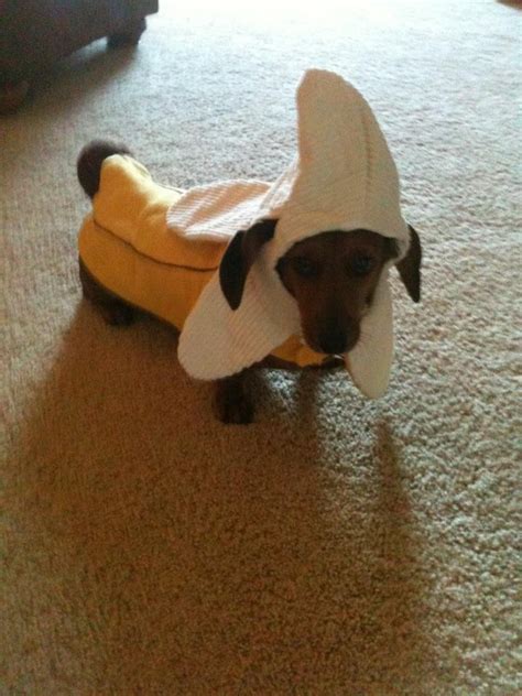 A Small Dog Wearing A Banana Costume On The Floor