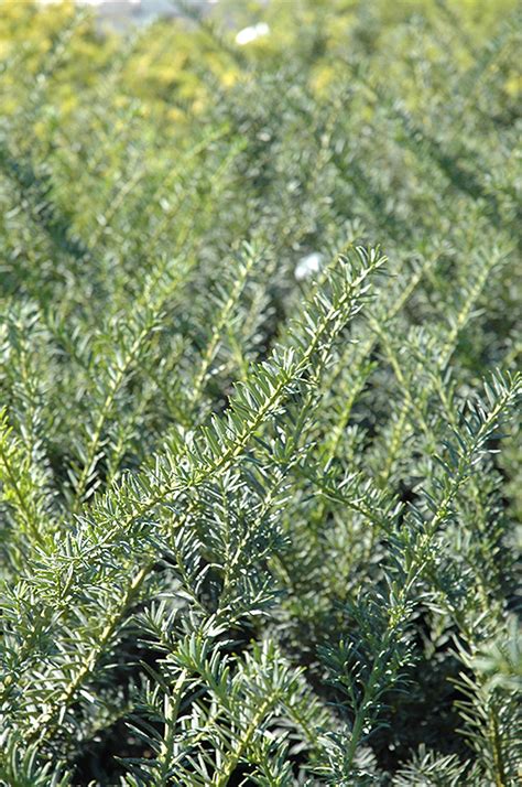 Maybe you would like to learn more about one of these? Nigra Yew (Taxus x media 'Nigra') in Burlington Williston ...