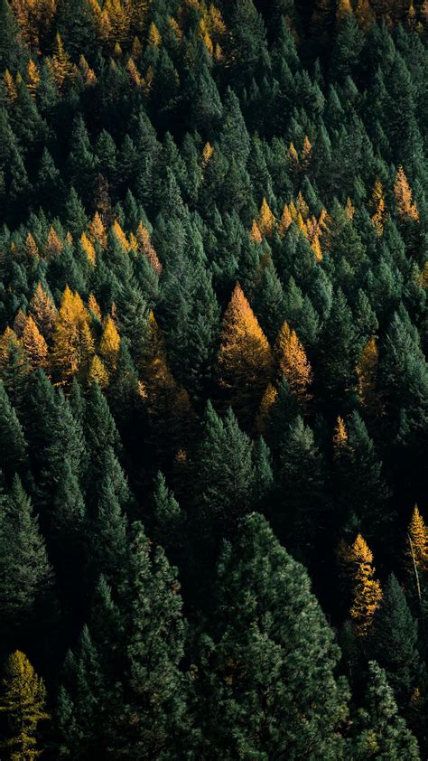 Download Wallpaper 1350x2400 Forest Coniferous Aerial View Trees