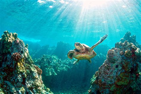Tubbataha Reef National Marine Park Unesco World Heritage Site In The