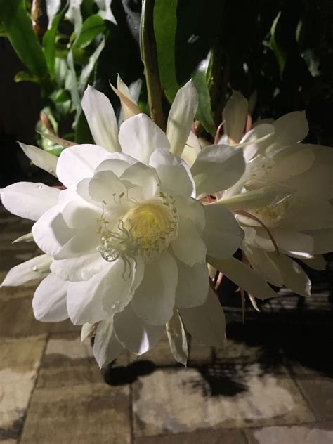 Pin By Debbie Gartman On Queen Of The Night Flower Night Blooming