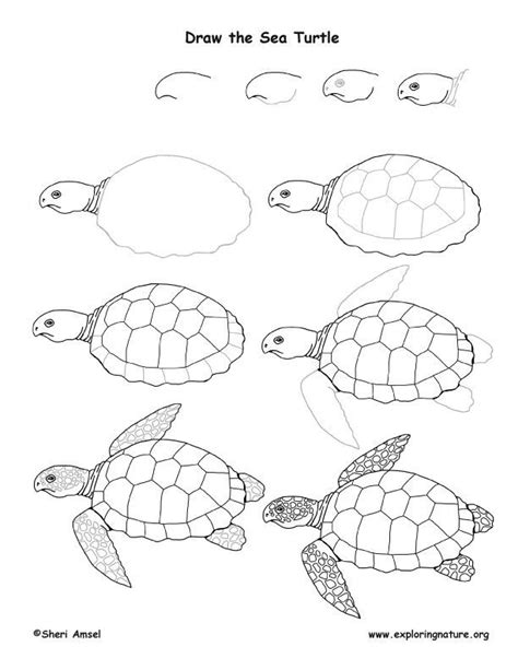 Image Result For How To Draw A Sea Turtle Turtle Drawing Turtle