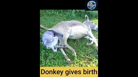 How Does A Donkey Give Birth Foal Baby Donkey गधी ने दिया जन्म