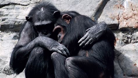 Frans De Waal On The Evolution Of Morality Animals Chimp Animals