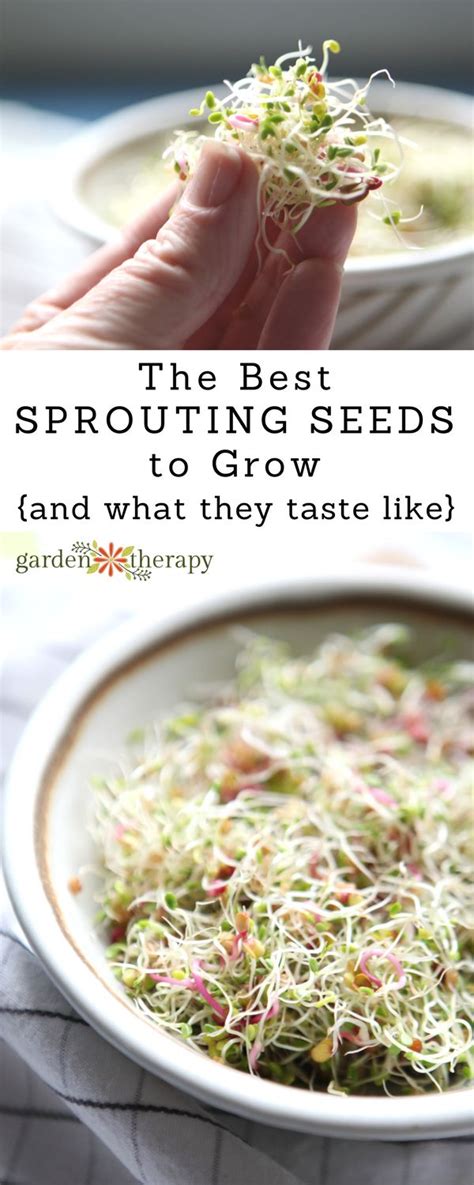 The Best Sprouts To Eat And How To Grow Them From Seed Sprouting