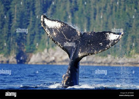 Humpback Whale Megaptera Novaeangliae Inside Passage Southeast