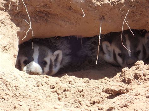 American Badger Facts Diet Habitat And Pictures On