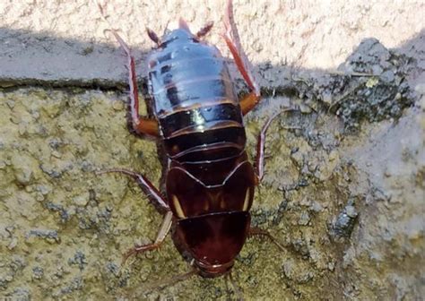 Una Nueva Cucaracha Exótica En La Península Ibérica Tel 972 420 333