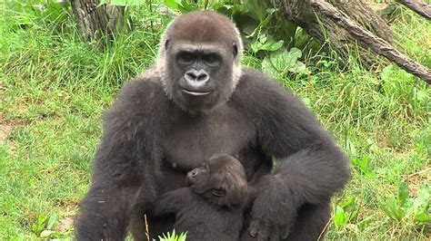 Gorillafication Week 18 Best Baby Gorilla Video Ever Cincinnati Zoo