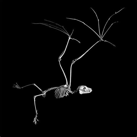 Patrick Gries Flying Fox Skeleton Art Skull And Bones Skeleton